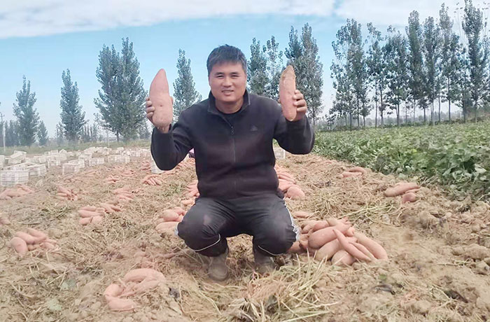 香蜜薯