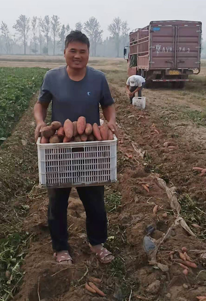 香蜜薯