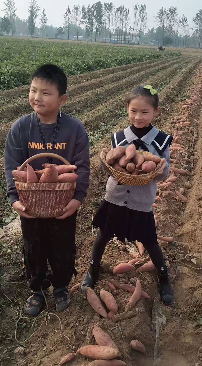 香蜜薯
