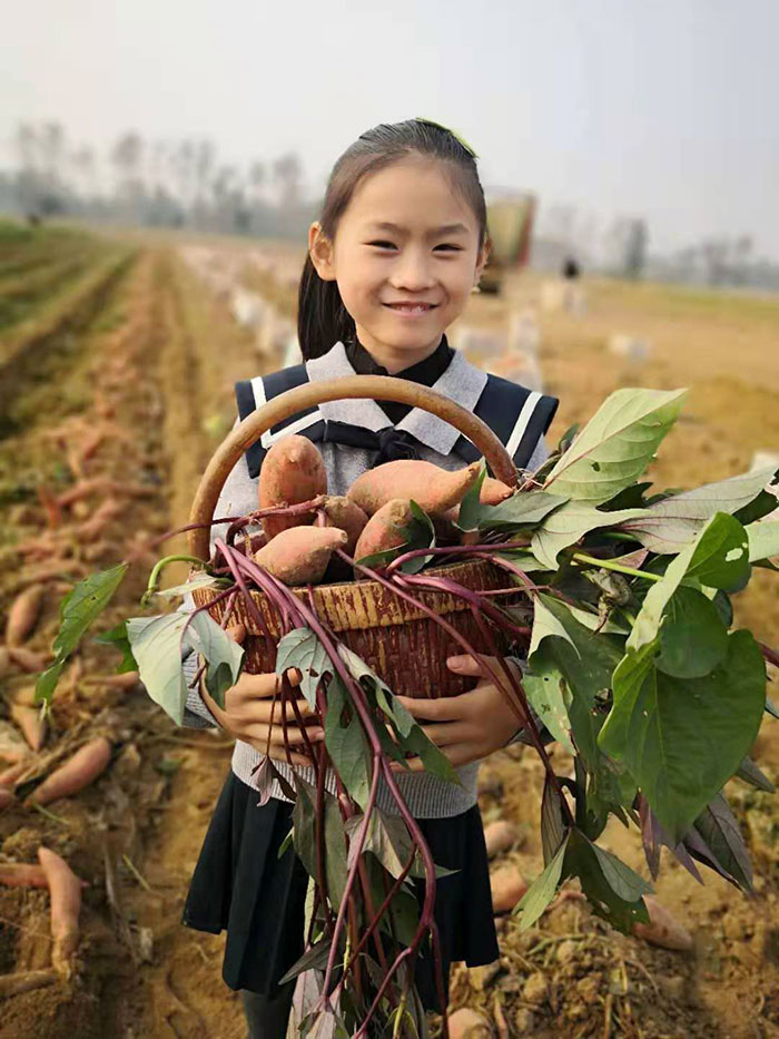 香蜜薯