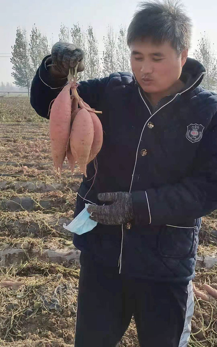 香蜜薯