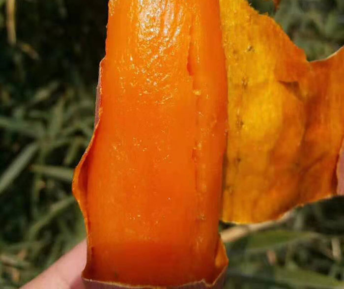 香蜜薯